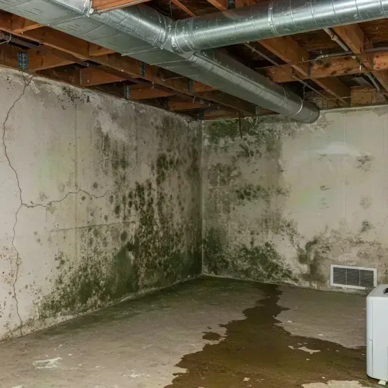 Professional Mold Removal in Smiths Station, AL